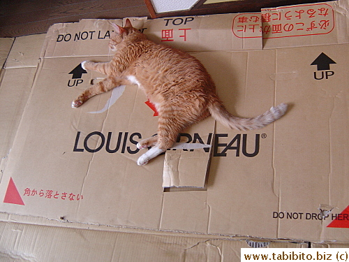 Daifoo jumped at the first chance to sleep on the bike box