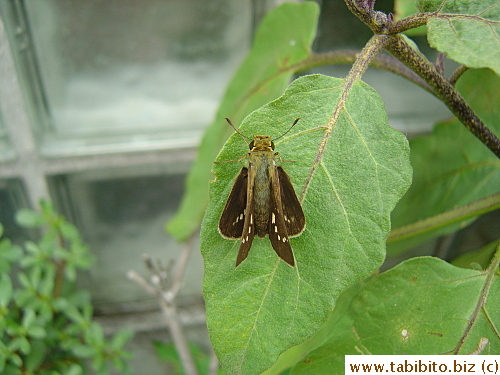 Moth