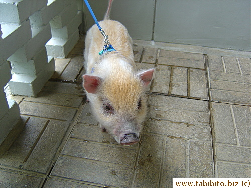 Found this little piggy tied to the rail at the ticket gates just inside the garden