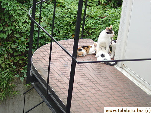 Mama Cat with her brood in their usual napping place