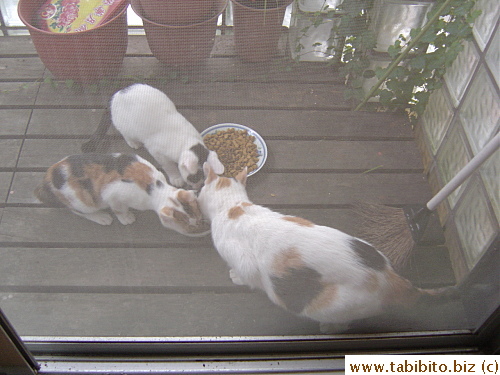 The cats happily scam free food