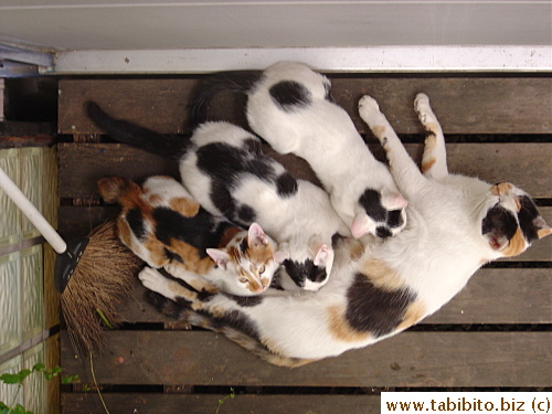 I took these photos from the second floor balcony.  One of the kittens spotted me