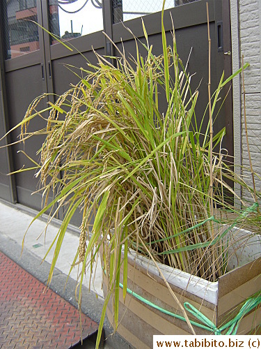 Rice in a pot growing outside this tatami shop