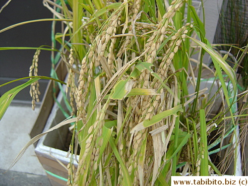 Looks like the plants are ready to be threshed