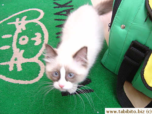 Bo Bo kept running toward my camera