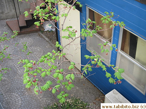 The little maple tree in back