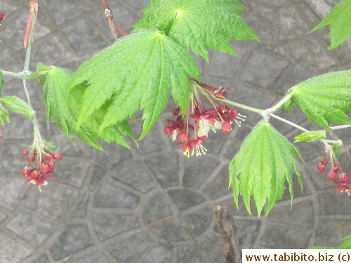 and clusters of flowers