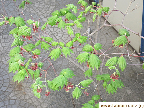 is all pretty with new foliage