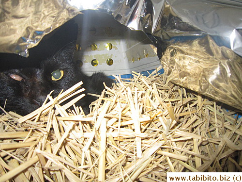 Then I put a thick layer of straw inside to trap heat, BC slept inside for many nights