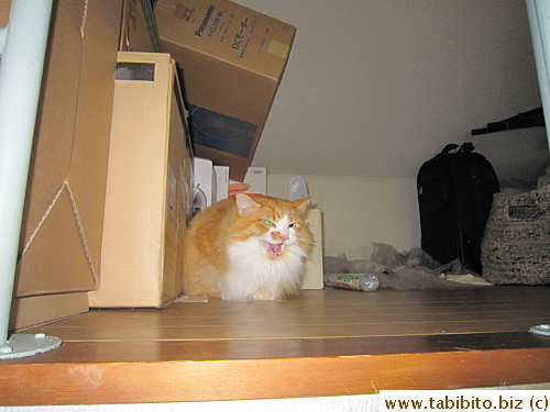 As usual, Efoo freaked out in the attic when we came home from our trip