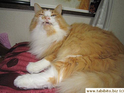 He's our little a-hole cat